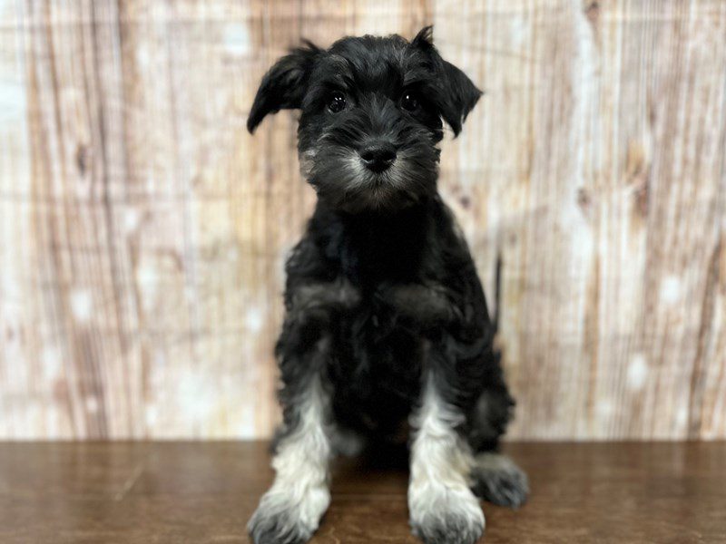 [#4201] Noah - Black and silver Male Miniature Schnauzer Puppies for Sale