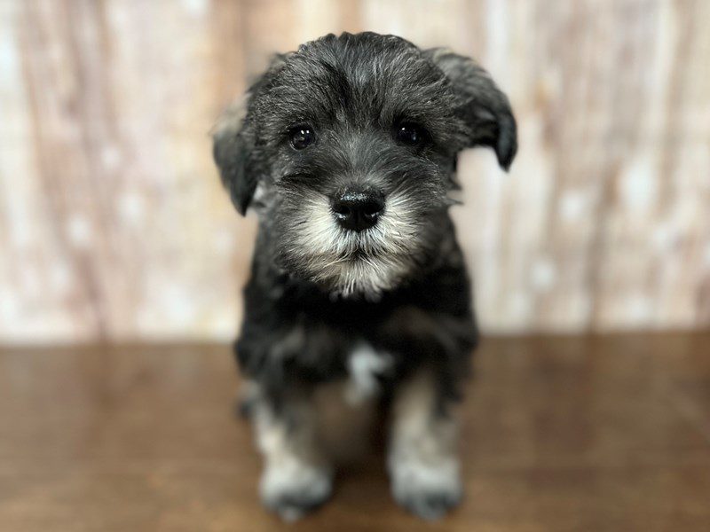 [#4202] Bryer - Salt and pepper Male Miniature Schnauzer Puppies for Sale