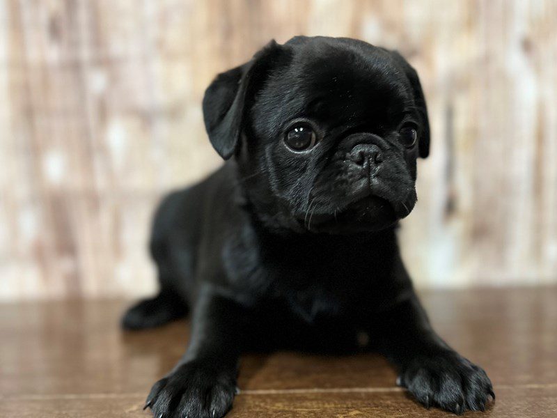 Pug Dog Female Black 4199
