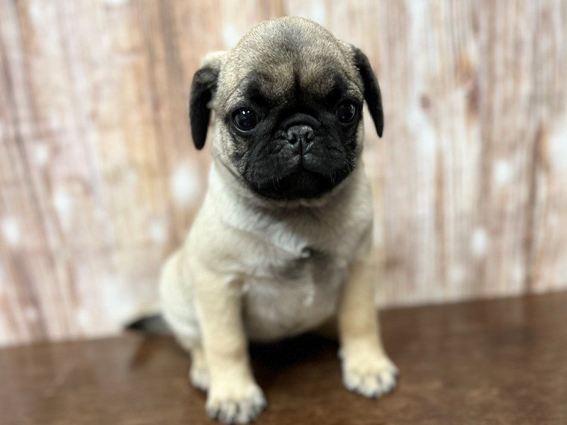 [#4194] Doug - Fawn Male Pug Puppies for Sale