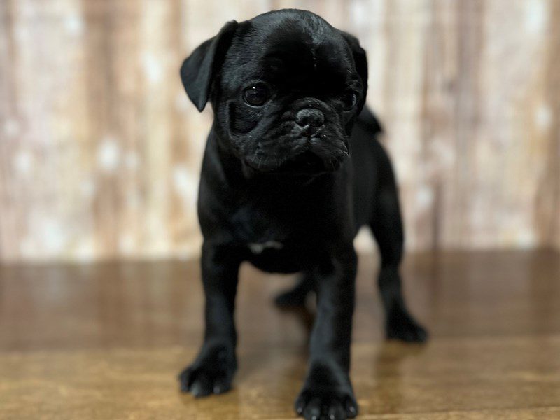 [#4195] Wally - Black Male Pug Puppies for Sale