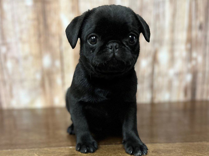 Pug Dog Male Black 4196