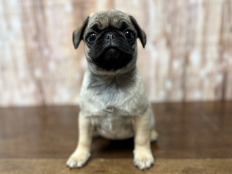 [#4198] Viola - Fawn Female Pug Puppies for Sale