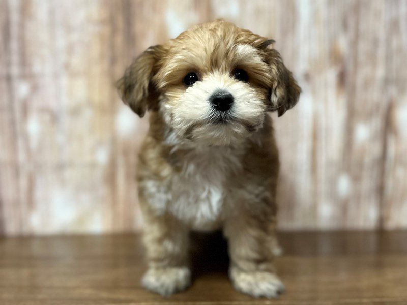 [#4209] Leia - Brown Female YorkieChon Puppies for Sale