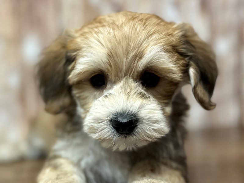 [#4204] Chewbacca - Brown Male YorkieChon Puppies for Sale