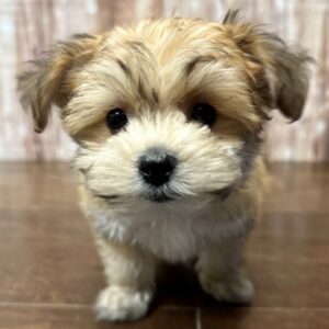YorkieChon - 4207