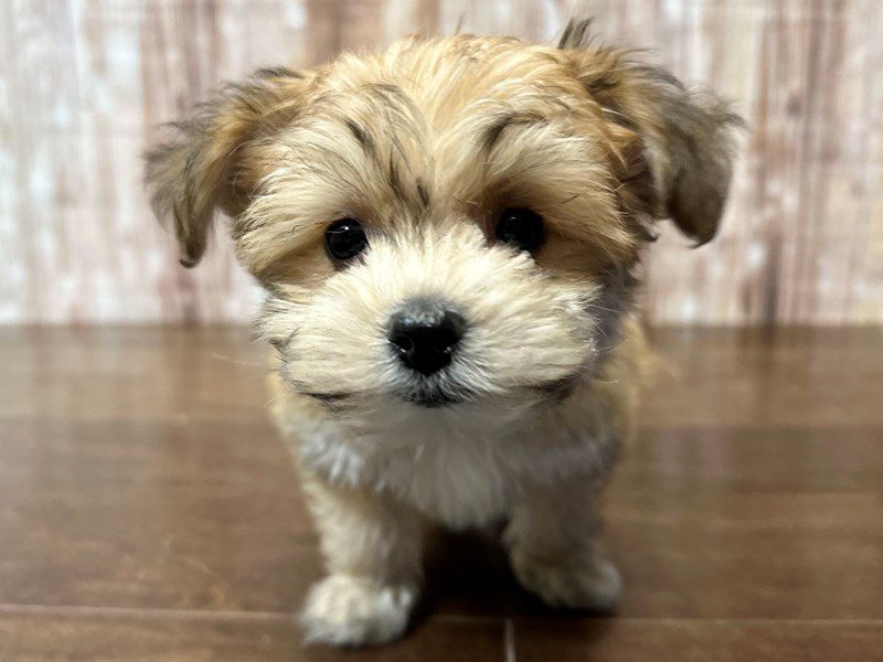 [#4207] Daisy - Brown Female YorkieChon Puppies for Sale