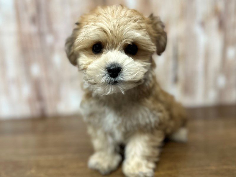 [#4206] Petunia - Brown Female YorkieChon Puppies for Sale