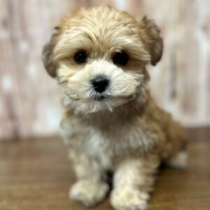 YorkieChon - 4206