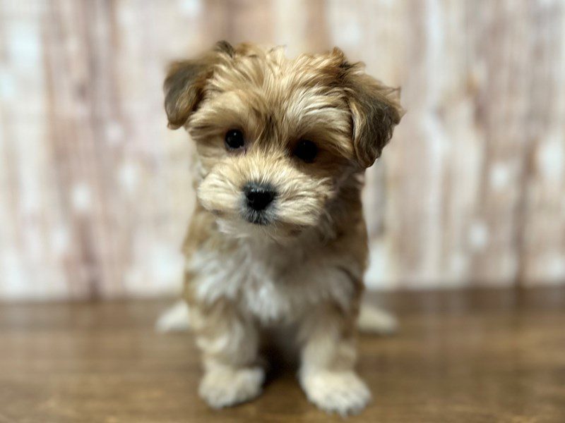 [#4205] Tulip - Brown Female YorkieChon Puppies for Sale