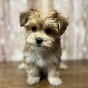 YorkieChon - 4205