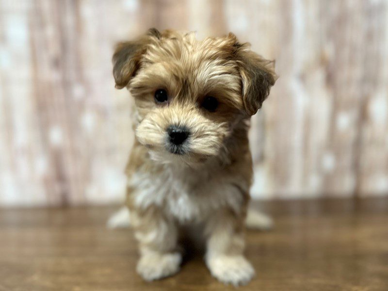 [#4205] Tulip - Brown Female YorkieChon Puppies for Sale