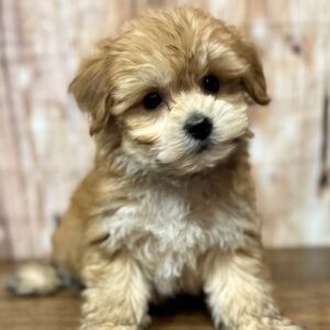 YorkieChon - 4203