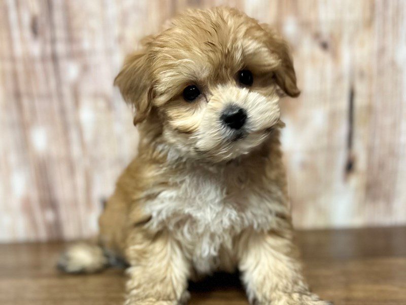 [#4203] Han - Brown Male YorkieChon Puppies for Sale