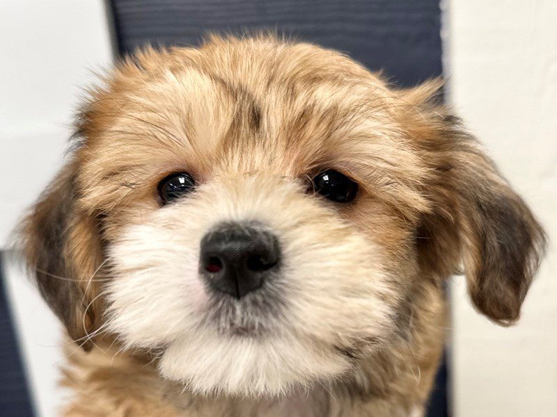 [#4208] Lilly - Brown Female YorkieChon Puppies for Sale