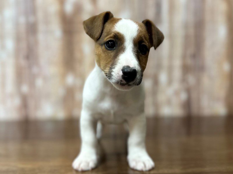 [#4222] Hewitt - Brown and white Male Jack Russell Terrier Puppies for Sale