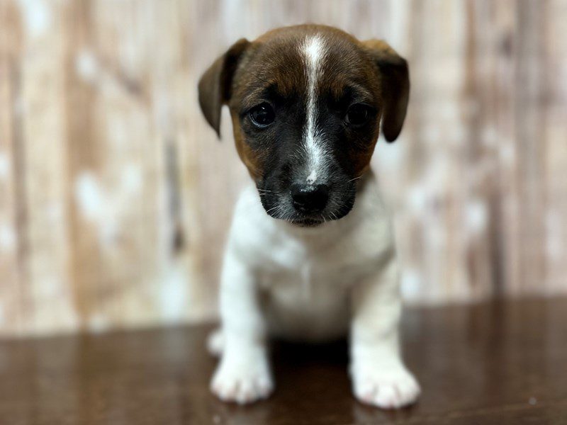 [#4221] Eugene - Brown and white Male Jack Russell Terrier Puppies for Sale