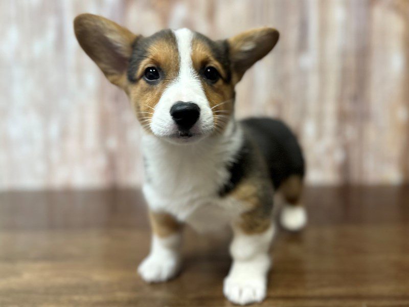 [#4227] Ellie - Tri color Female Pembroke Welsh Corgi Puppies for Sale