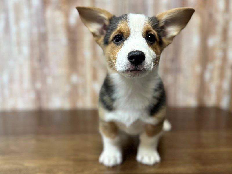 [#4226] Elliot - Tri color Male Pembroke Welsh Corgi Puppies for Sale