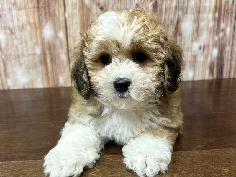 Teddy Bear (Shihchon) Dog Female Brown and white 4218