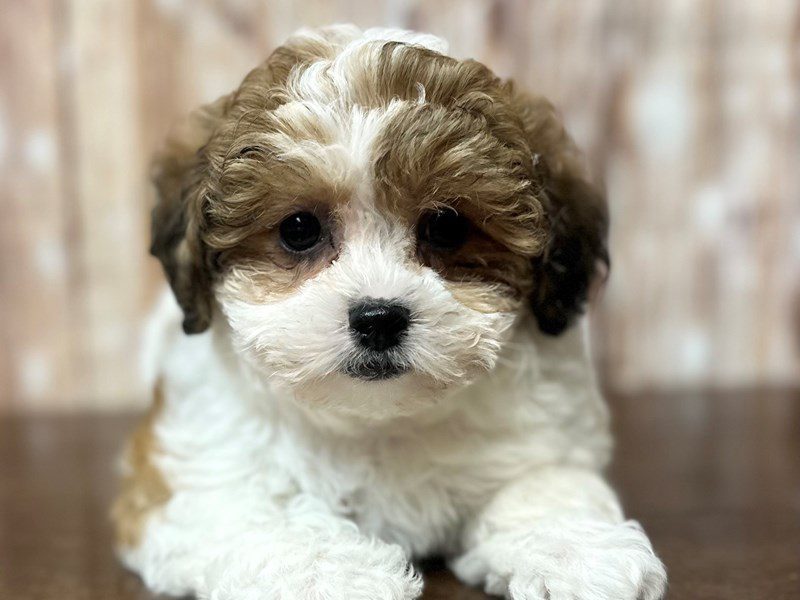 Teddy Bear (Shihchon) Dog Female Brown and white 4220