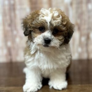 Teddy Bear (Shihchon) - 4217