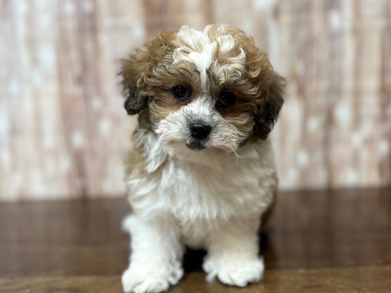 [#4217] Arthur - Brown and white Male Teddy Bear (Shihchon) Puppies for Sale