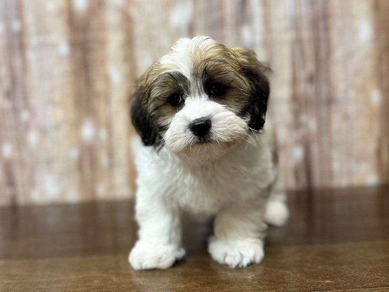 [#4219] Betty - Brown and white Female Teddy Bear (Shihchon) Puppies for Sale