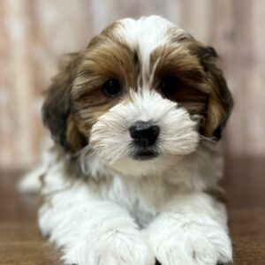 Teddy Bear (Shihchon) - 4216