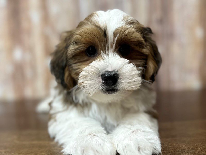[#4216] Gene - Brown and white Male Teddy Bear (Shihchon) Puppies for Sale