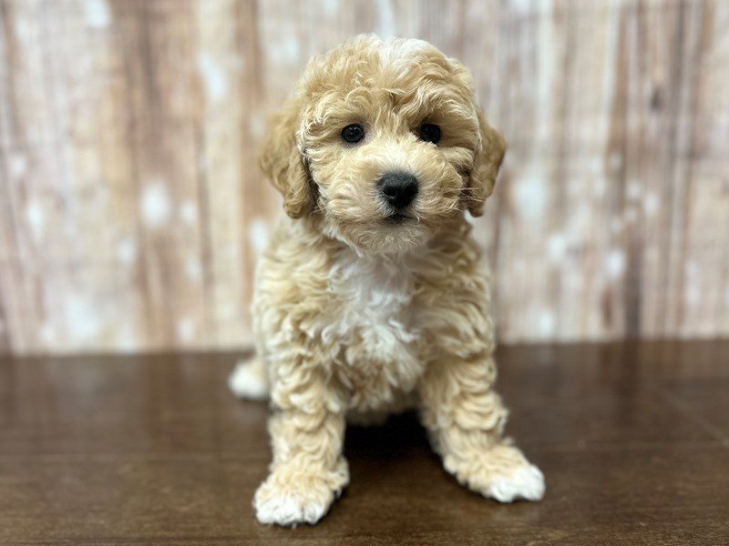 [#4215] Janie - Apricot Female Bichapoo Puppies for Sale
