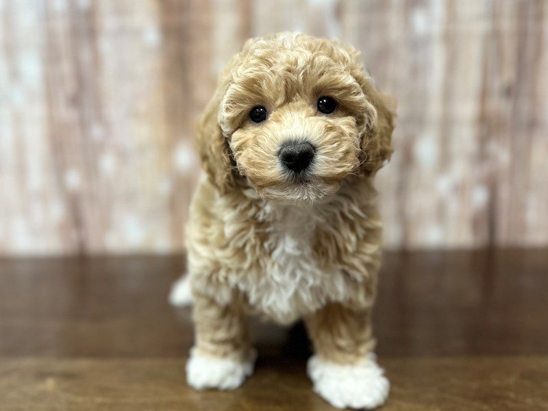 [#4214] Kimberly - Apricot Female Bichapoo Puppies for Sale