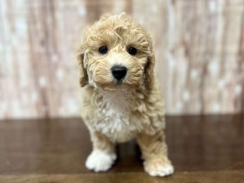 [#4213] Ariel - Apricot Female Bichapoo Puppies for Sale
