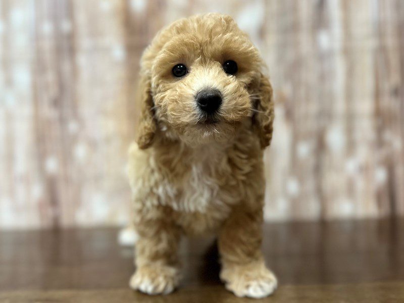 [#4211] Milo - Apricot Male Bichapoo Puppies for Sale