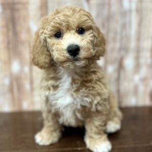 Bichapoo - 4212