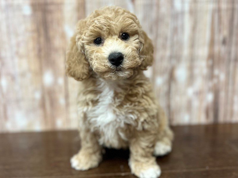 [#4212] Elizabeth - Apricot Female Bichapoo Puppies for Sale