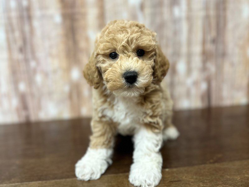 [#4210] Wyatt - Apricot Male Bichapoo Puppies for Sale