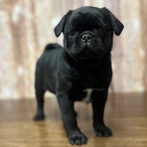 Pug - 4228