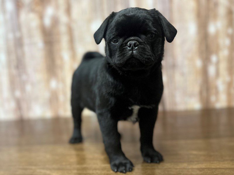 [#4228] Pug - Black Male Pug Puppies for Sale