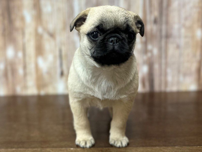 [#4229] Callie - Fawn Female Pug Puppies for Sale