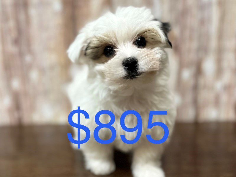 Morkie (Yorkshire Terrier X Maltese) Dog Male White with black 4081