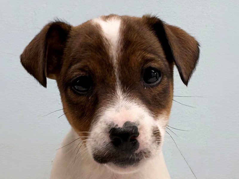 [#4225] Eileen - Brown and white Female Jack Russell Terrier Puppies for Sale