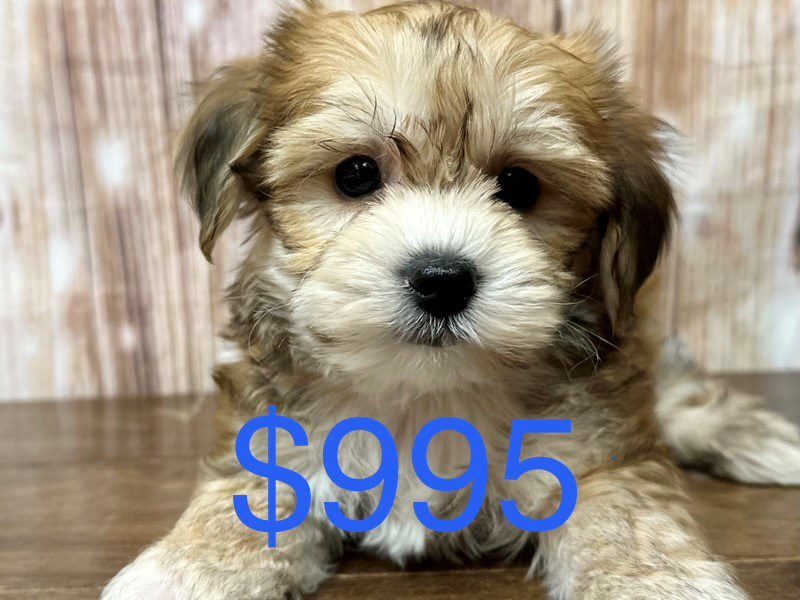 [#4119] Edgar - Brown Male YorkieChon Puppies for Sale