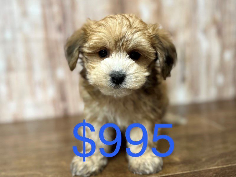 [#4120] Murphy - Brown Male YorkieChon Puppies for Sale