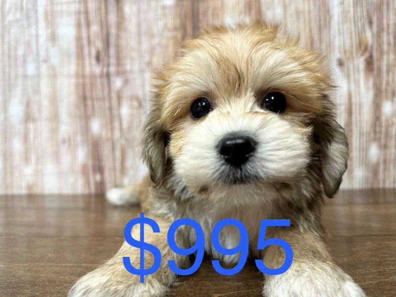 [#4121] Oscar - Brown Male YorkieChon Puppies for Sale