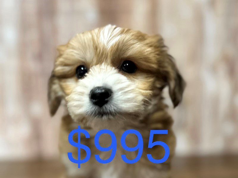 [#4122] Clark - Brown Male YorkieChon Puppies for Sale