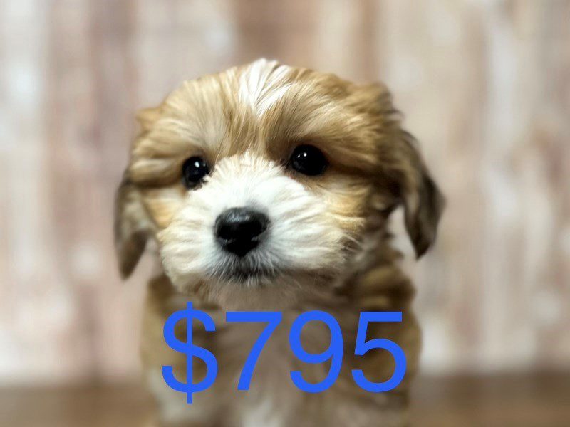 [#4122] Clark - Brown Male YorkieChon Puppies for Sale
