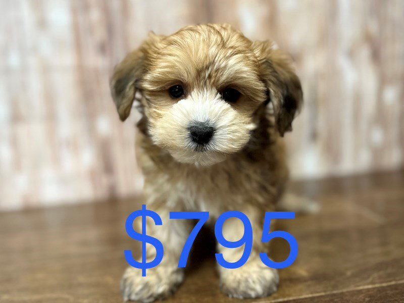 [#4120] Murphy - Brown Male YorkieChon Puppies for Sale