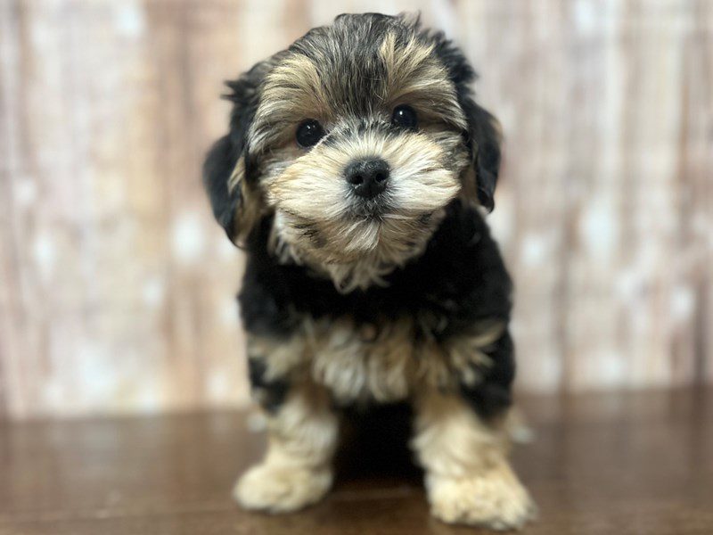 [#4237] Declan - Black and tan Male YorkieChon Puppies for Sale