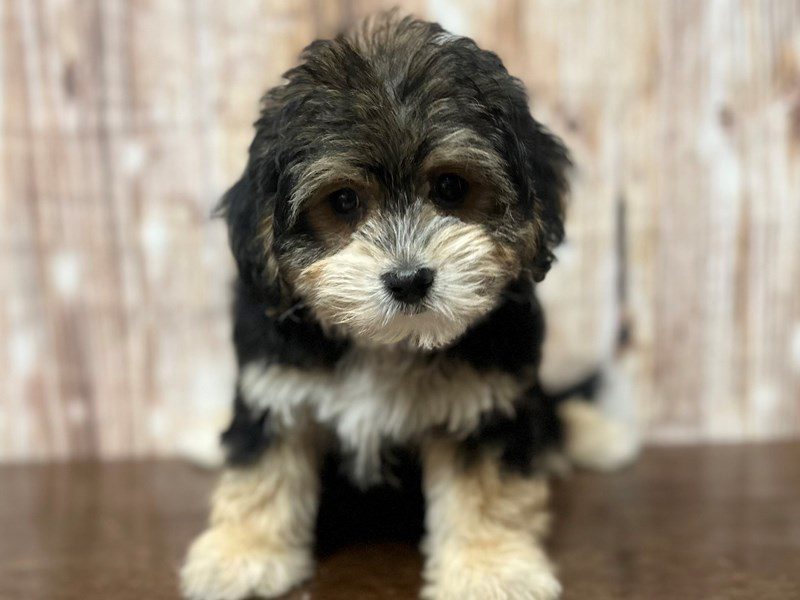 [#4236] Tilly - Black and tan Female YorkieChon Puppies for Sale